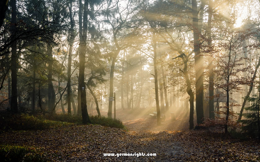 Sunlight through the trees in the Teutoburg Forest