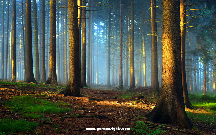 The sun's rays through the mysterious Teutoburg Forest